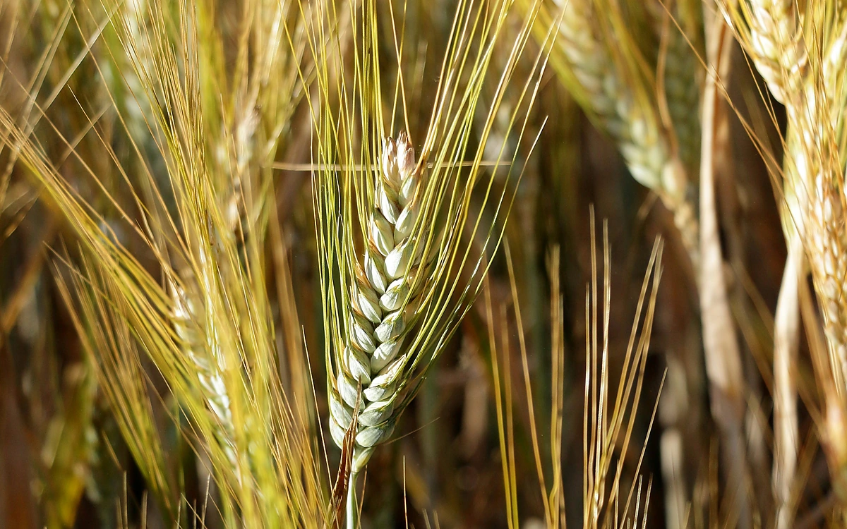 Wheat